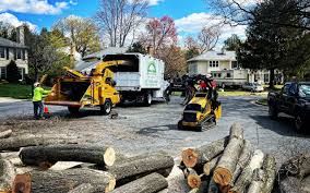 Best Tree Risk Assessment  in Mojave, CA