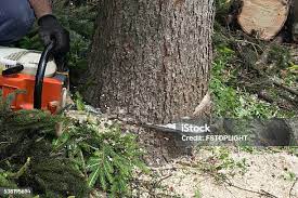 Best Tree Disease Treatment  in Mojave, CA