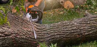 Best Lawn Renovation and Restoration  in Mojave, CA