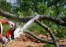 Best Tree Removal  in Mojave, CA