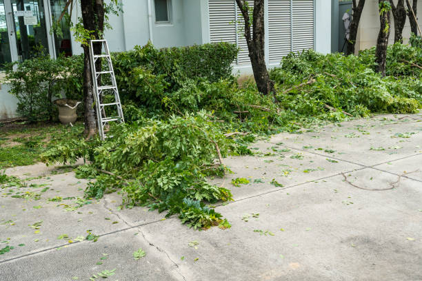 Best Tree Trimming and Pruning  in Mojave, CA