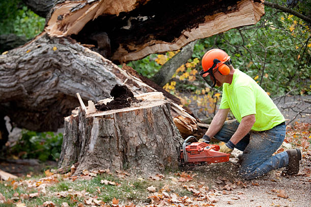 Best Commercial Tree Services  in Mojave, CA