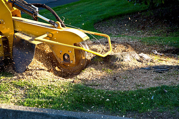 Reliable Mojave, CA Tree Removal Solutions