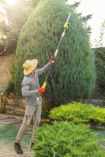 Best Sod Installation  in Mojave, CA