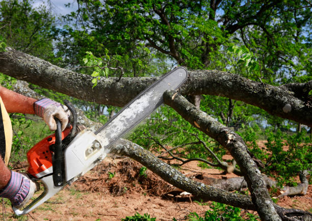 Best Emergency Tree Removal  in Mojave, CA